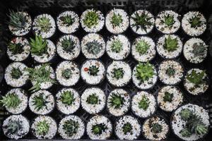 pots de plantes de cactus photo