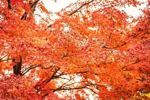 bel arbre feuille d'érable en automne photo