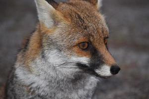 le renard roux photo