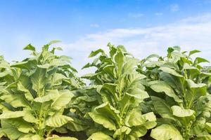 champ de nicotiana tabacum photo