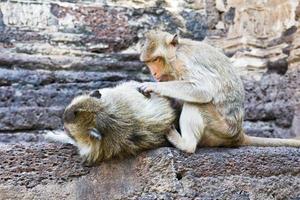 famille de singes photo