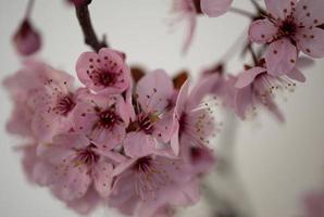 cerisier en fleur photo