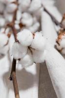 coton branche avec sec fleurs, proche en haut photo