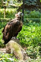 griffons en gros plan d'herbe verte photo