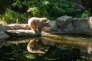 ours blanc sur le lac regarde ton reflet photo