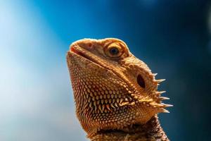 magnifique lézard barbu agame, pogona vitticeps photo