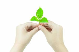 femme est en portant Jeune plante germer , isolé sur une blanc background.corporate social et environnement responsabilité concept. photo