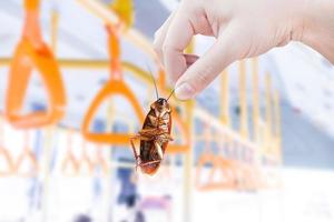 cafard avec à l'intérieur Publique bus, éliminer cafard dans véhicule, bâtiment, appartement, loger, les cafards transporteurs de maladie éliminé idée avoir débarrasser insectes et mettre insecte protection systèmes photo