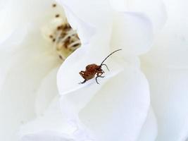 insecte à l'intérieur d'un pétale de rose blanche photo