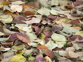 arbre fruitier kaki et feuilles en automne photo