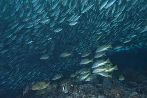 à l'intérieur d'un banc de poissons sous l'eau photo