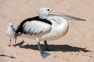 portrait de pélican sur la plage de sable photo