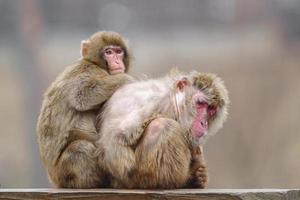 paire de Japonais macaques photo