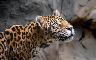 portrait de jaguar photo