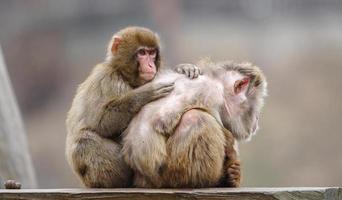 paire de Japonais macaques photo