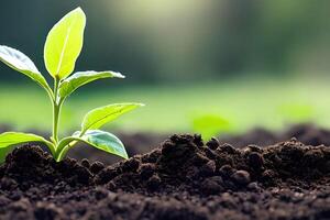 Jeune légume intérieur croissance à le sol et certains négatif espace. photo