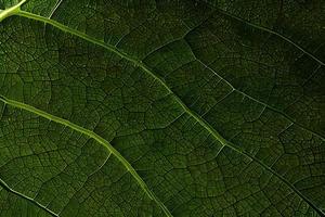 macro photo vert texture feuilles Contexte et conception matériel.