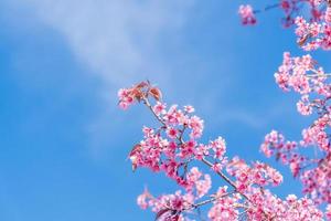 paysage de magnifique sauvage himalayen Cerise épanouissement rose prunus cérasoides fleurs à phu lom lo loei et phitsanulok de Thaïlande photo