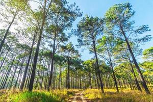 pin forêt dans été à thung salaeng Luang nationale parc, Thaïlande. photo