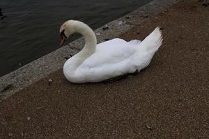 un gros plan d'un cygne muet photo