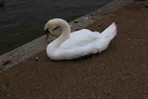 un gros plan d'un cygne muet photo