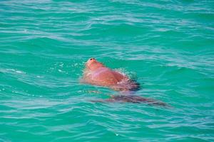 Australie dugong en nageant à la surface de la mer photo