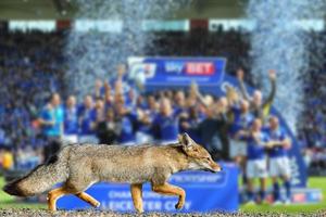 vrai renard leicester city football club fond d'écran photo