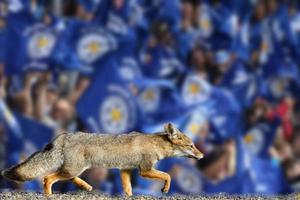 vrai renard leicester city football club fond d'écran photo