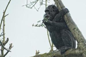 singe chimpanzé singe à la recherche à vous photo