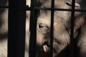 en cage zoo l'éléphant proche en haut photo