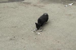 chat mange mort pigeon. égarer chat mange restes de oiseau sur route. animal mange. photo