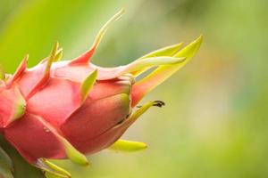 rouge dragon fruit est une tropical fruit. il est une en bonne santé fruit avec une sucré et légèrement acide goût. il est un économique fruit grandi pour vente et exportation à étranger des pays. photo