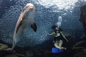 beau plongeur latina à l'intérieur d'un banc de poissons photo