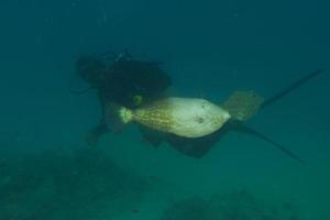 arlequin filefish détail photo