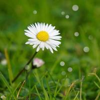 belle fleur de marguerite dans le jardin au printemps photo