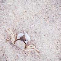 crabe blanc dans le sable photo