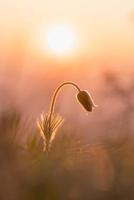 Fleur de pasque dans la lumière du lever du soleil photo