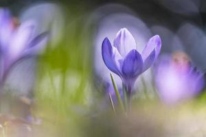 Fleur de crocus violet en fleur pendant la journée photo