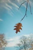 feuille d'érable accrochée à une branche d'arbre à l'automne photo
