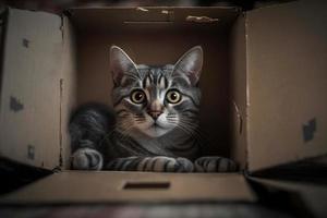 portrait mignonne gris tigré chat dans papier carton boîte sur sol à Accueil la photographie photo