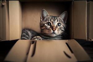 portrait mignonne gris tigré chat dans papier carton boîte sur sol à Accueil la photographie photo