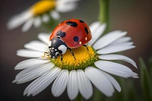 photo rouge coccinelle sur camomille fleur, coccinelle rampe sur tige de plante dans printemps dans jardin dans été, la photographie