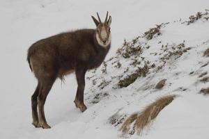 un chamois isolé dans le fond de la neige photo