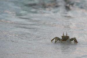 crabe sur le sable au coucher du soleil photo