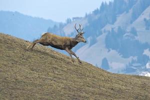 cerf sur le fond d'herbe photo