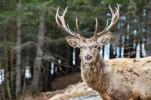 cerf sur le forêt Contexte proche en haut portrait photo