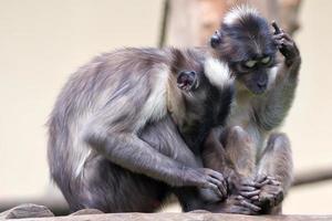 deux singes en se tenant la main photo