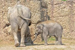 portrait de bébé éléphant gros plan photo