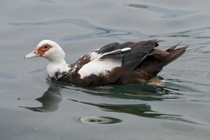 un canard en nageant photo