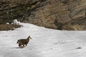 Portrait de cerf chamois dans le fond de neige photo